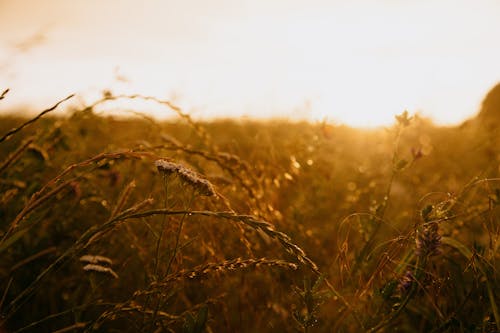 小麥, 日落, 田 的 免费素材图片
