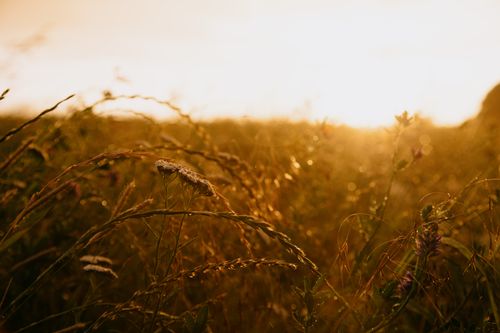 Free Golden hour light illuminates a tranquil wheat field, creating a warm and peaceful atmosphere. Stock Photo