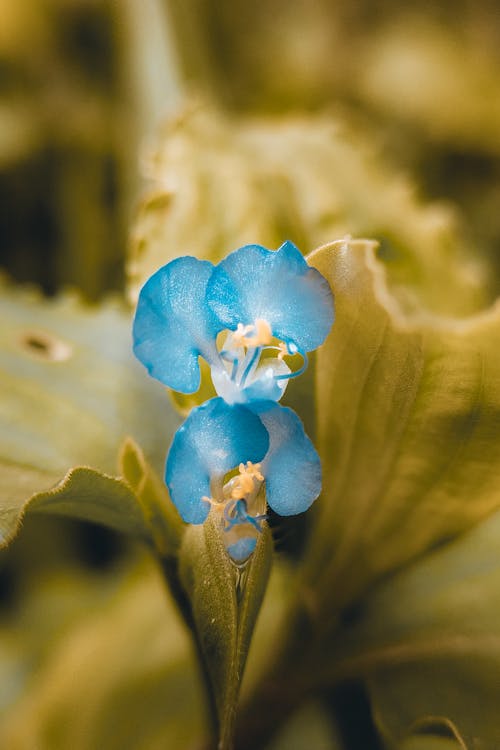 Blue Flower in Macro Shot
