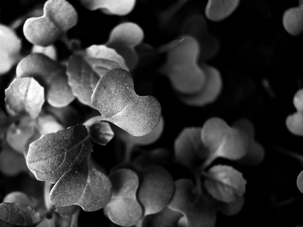 Free stock photo of black and white, bw photography, cabbage