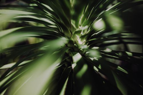 Free stock photo of florida, green, houseplant Stock Photo