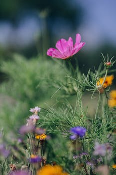 夏季草地上郁郁葱葱，盛开着色彩缤纷的野花特写