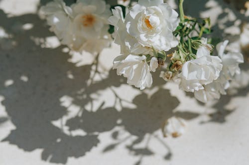 Free Photo of White Flowers  Stock Photo