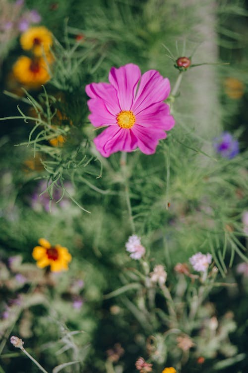 Foto d'estoc gratuïta de cosmos, flor, flora