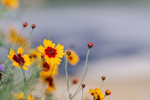 花园里盛开着充满活力的黄色金雀花，中心是红色的