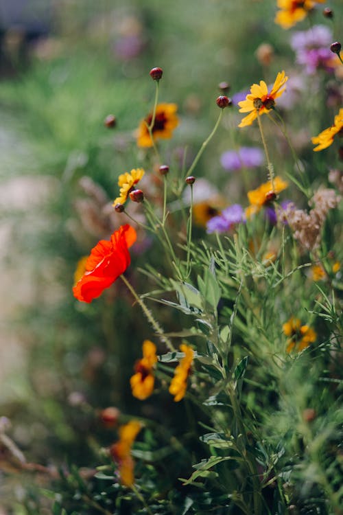 Kostenloses Stock Foto zu blühen, blumen, blüte