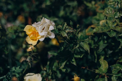 White and Yellow Flowers