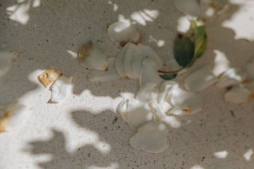 Free Close-up of white petals on textured surface with dramatic shadows. Stock Photo