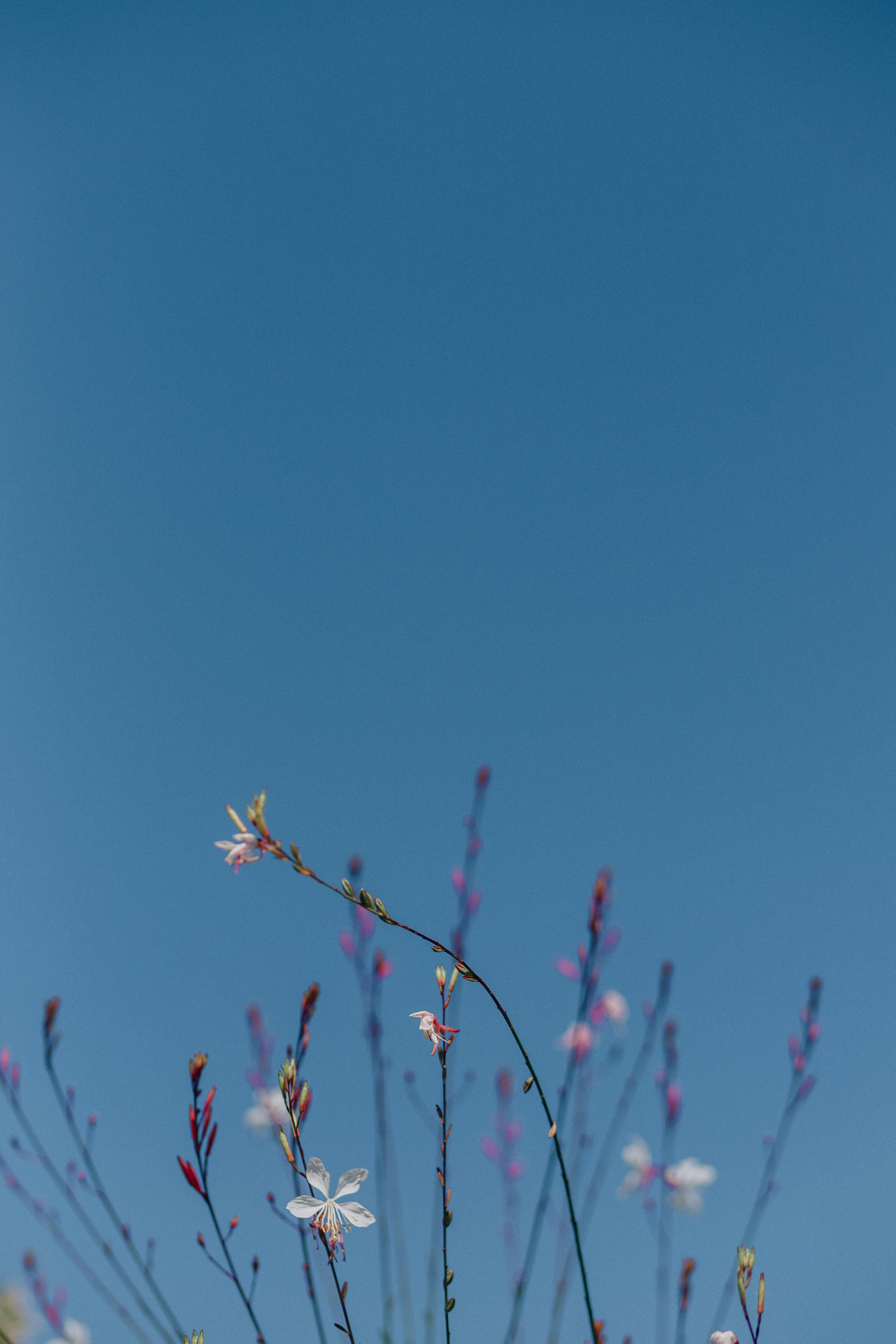春天里，充满活力的野花伸向明亮的蓝天