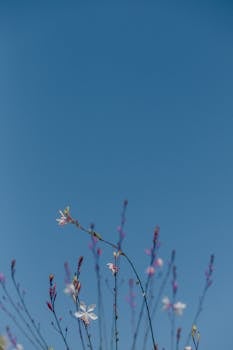 春天里，充满活力的野花伸向明亮的蓝天