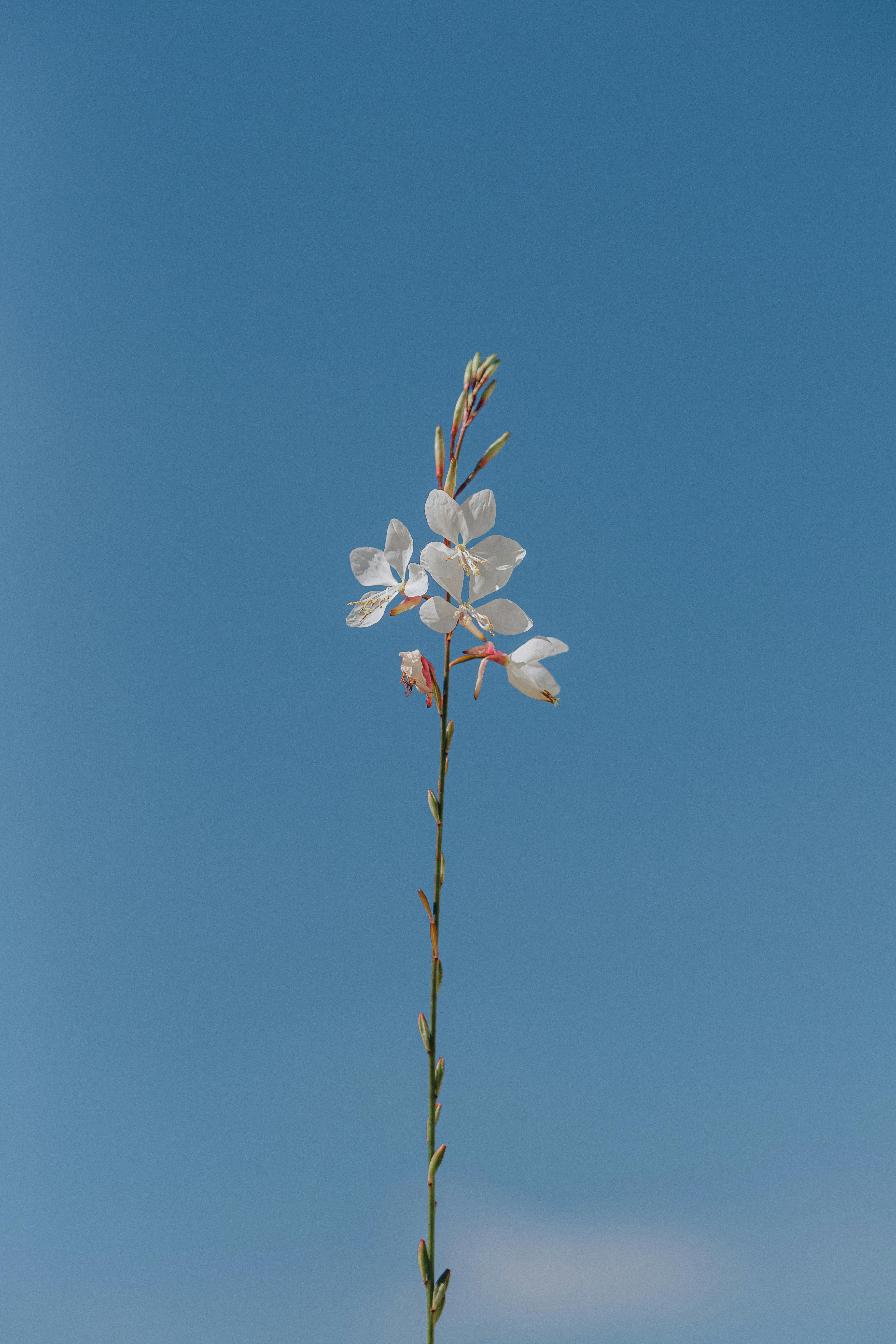 一朵白花，花瓣细腻，直指湛蓝的天空