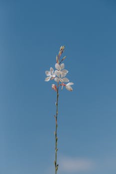 一朵白花，花瓣细腻，直指湛蓝的天空
