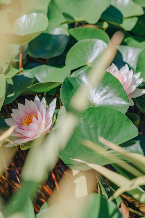 Pink Flowers With Green Leaves