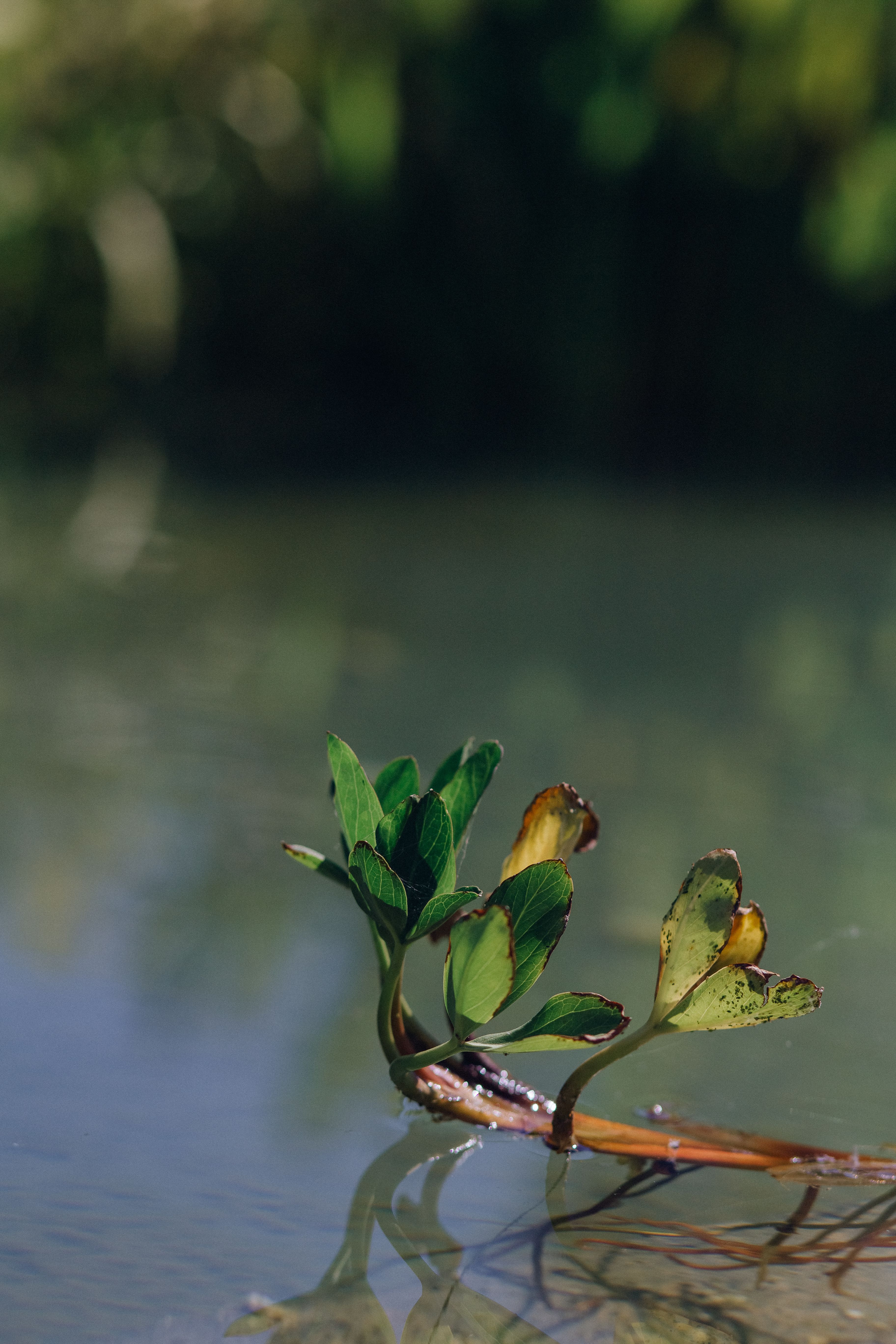 Selective Focus Photography Of Plant · Free Stock Photo