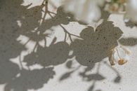 花的阴影投射在纹理地板上，以单个花瓣创造出艺术视觉效果