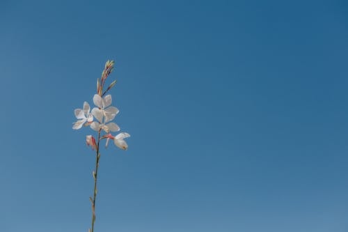 White Blossom Under Blue Sky