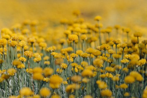 Free Close-up of a dense field of yellow flowers, capturing the vivid beauty of spring. Stock Photo