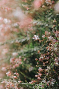 A serene and dreamy close-up of pink and white flowers in bloom with a soft focus effect.