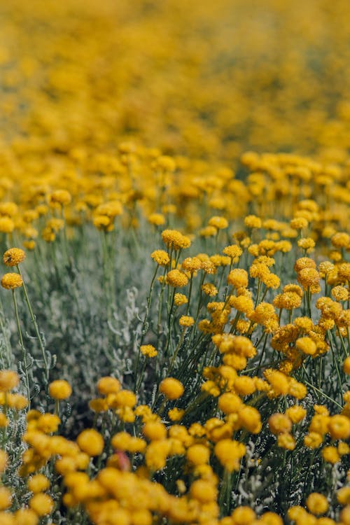 Gratuit Imagine de stoc gratuită din adâncime de câmp, floră, flori Fotografie de stoc