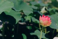 特写镜头中，一朵莲花盛开，背景是郁郁葱葱的绿叶
