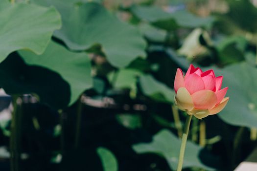 特写镜头中，一朵莲花盛开，背景是郁郁葱葱的绿叶