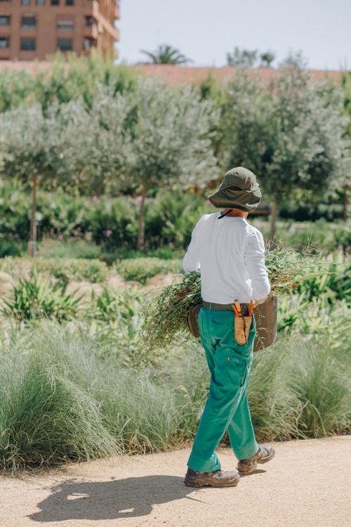 Free A gardener walks in a lush park carrying freshly cut plants, showcasing outdoor horticulture. Stock Photo