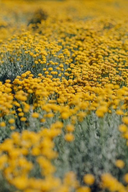 A field of vibrant yellow wildflowers in full spring bloom, creating a visually striking landscape.