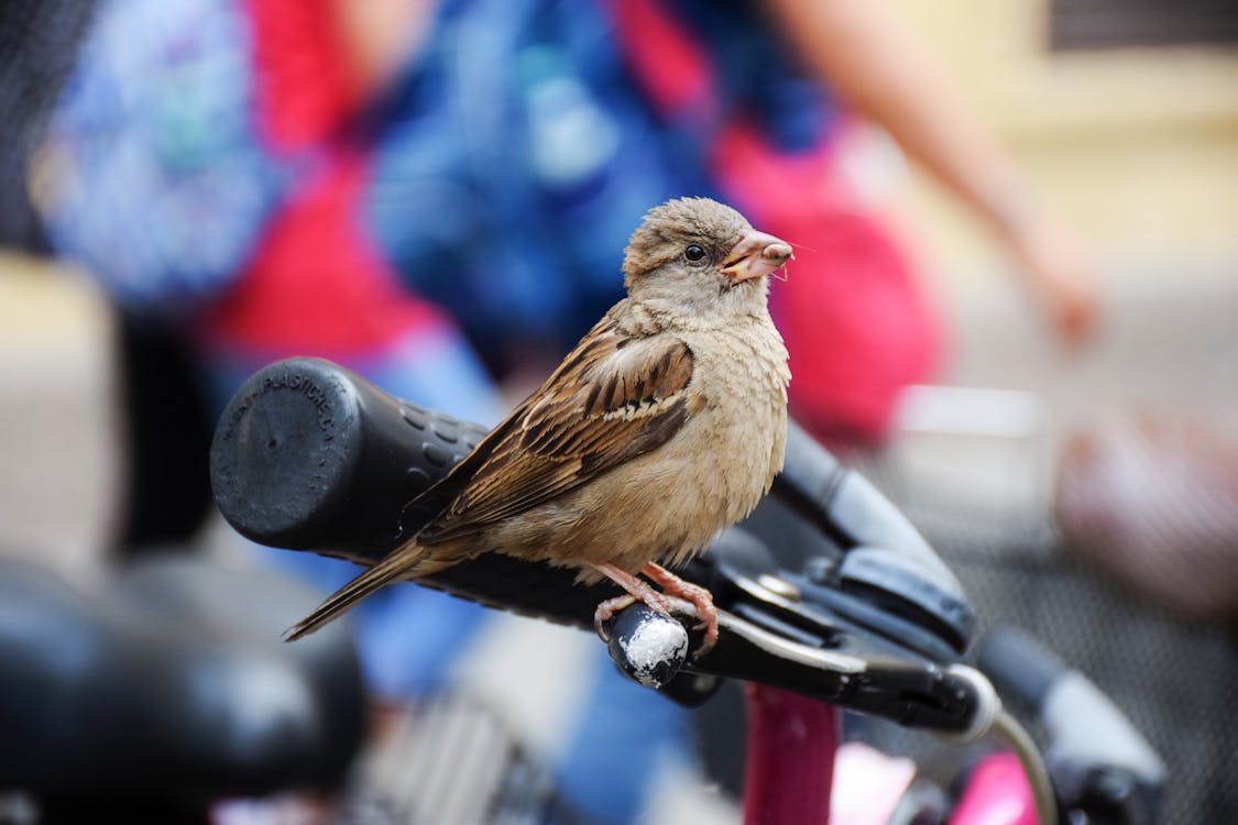 Free Selective Focus Photography of House Sparrow Perching on Brake Lever of Bicycle Stock Photo