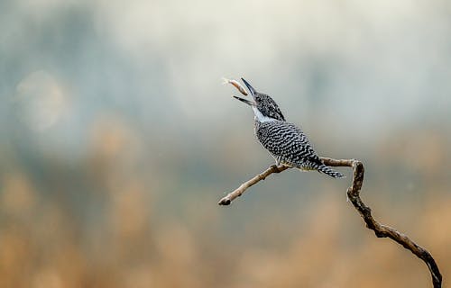 Free Bird Perched on a Tree Branch Eating a Small Fish Stock Photo