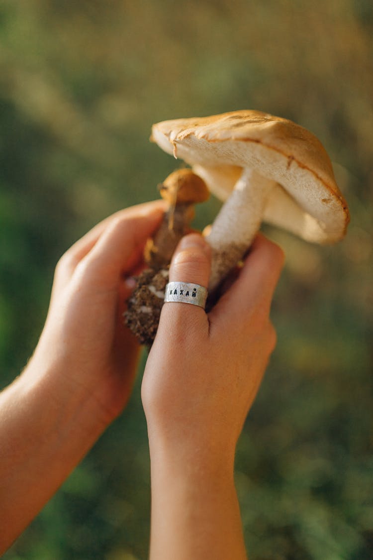 Person Holding Wild Mushroom In Tilt Shift Lens