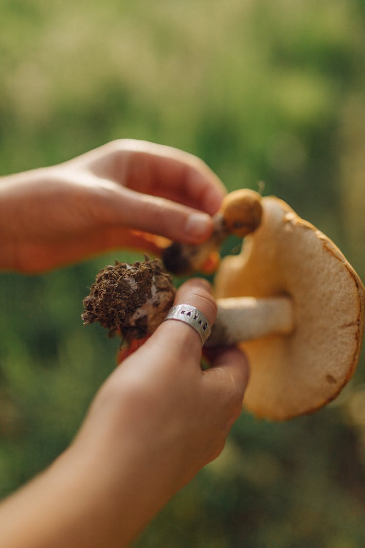 Person Holding Wild Mushroom