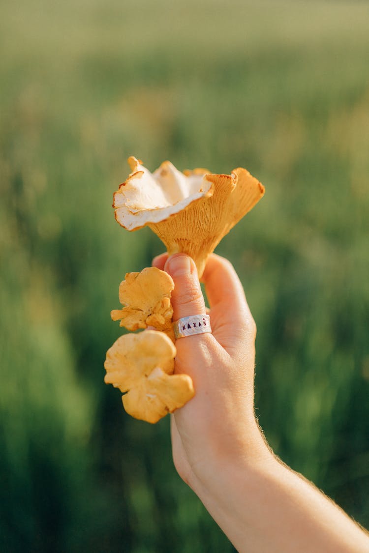 Person Holding Chanterelle Mushroom 