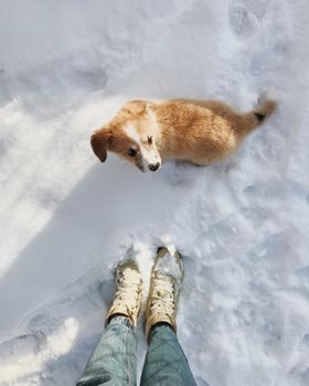 一只可爱的小狗站在白雪皑皑的地面上，抬头望向波兰与白俄罗斯的上空