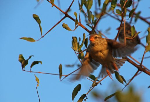 A sparrow captured mid-flight with a vibrant blue sky in Kruger Park, South Africa.