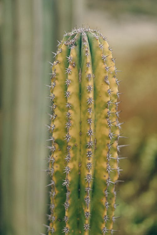 Darmowe zdjęcie z galerii z drażliwy, kaktus, kolce