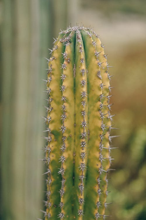 Close Up Photo of Spikey Cactus Plant 