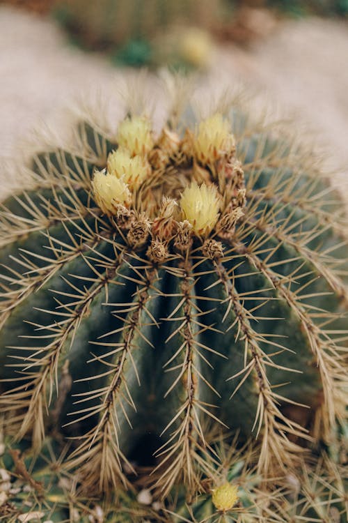 Close Up Photo of Cactus Plant 