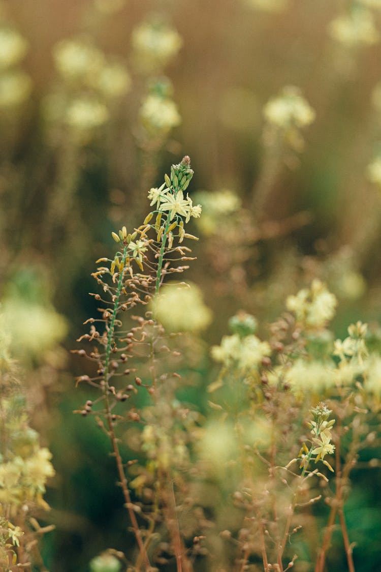 Plant In Close Up Shot