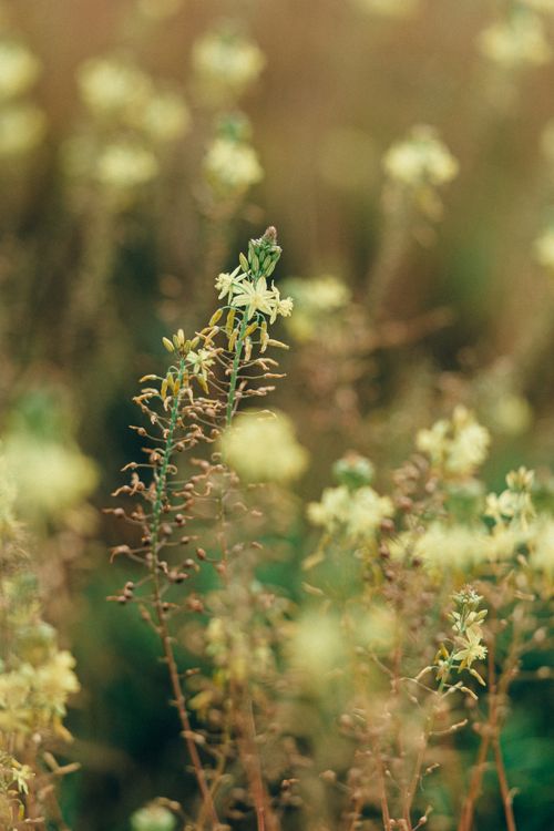 Free Detailed view of Bulbine Frutescens flowers with a blurred background, captured in nature. Stock Photo