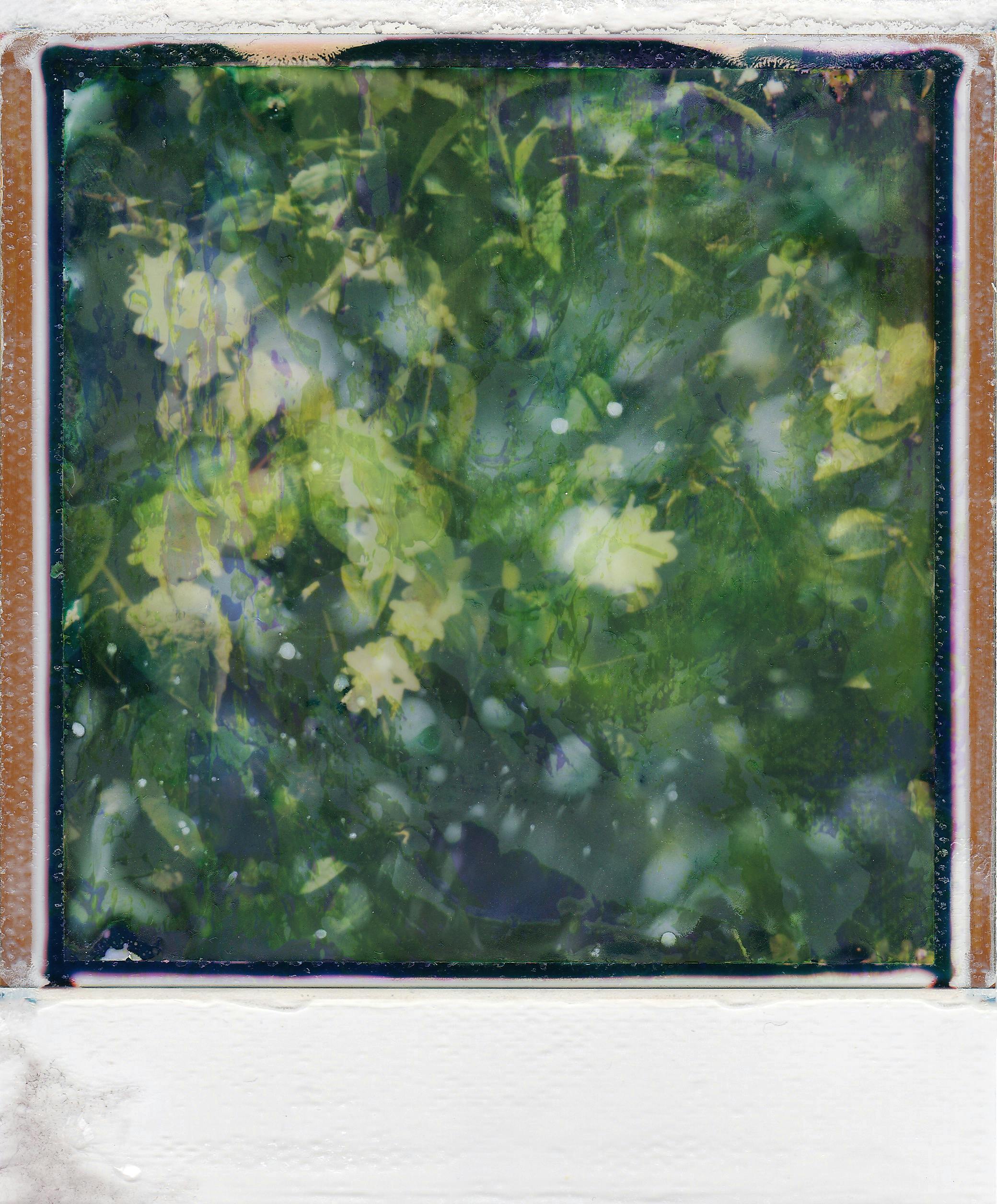 Artistic blur of green leaves and white blossoms in a vintage frame.