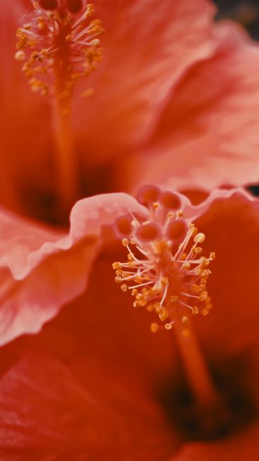 Detailed macro shot of a vibrant pink hibiscus bloom showcasing its delicate pistil and vivid petals.