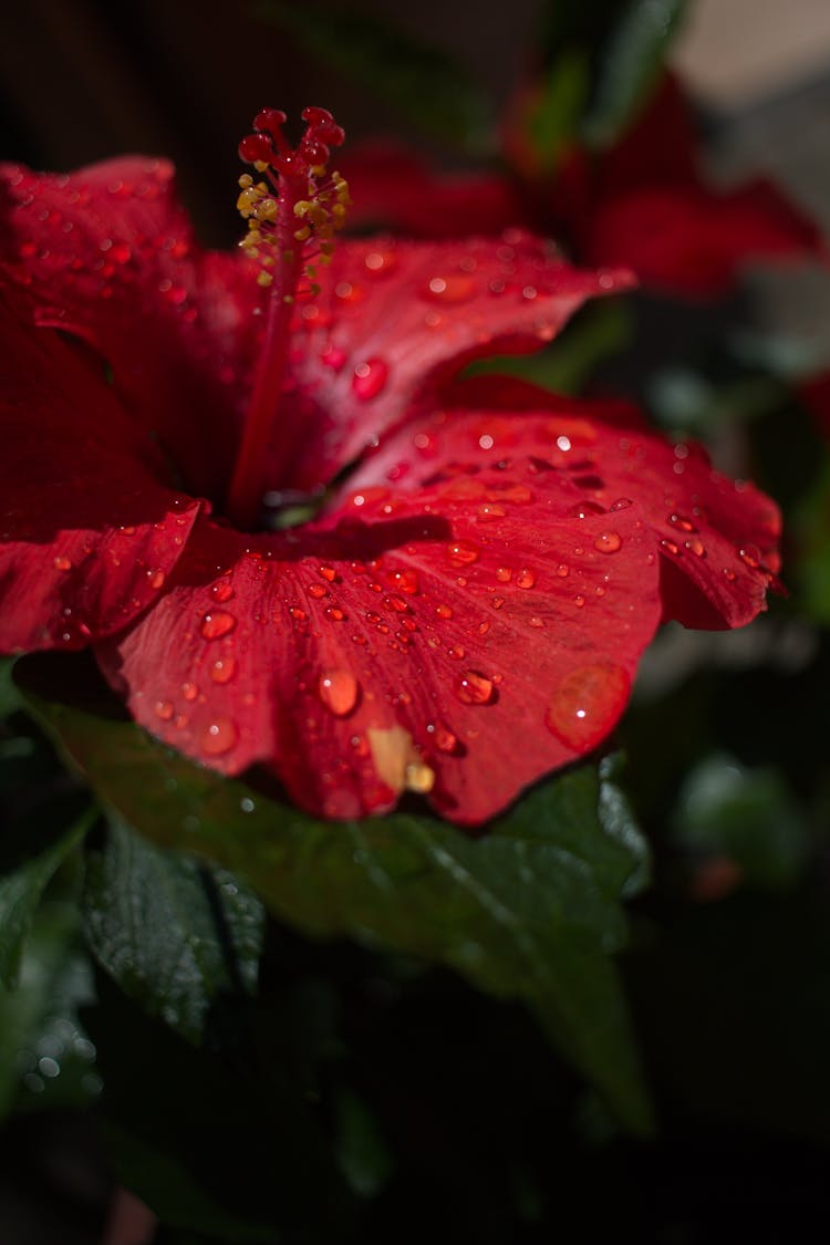 Bright Red Hibiscus Flower In Dew