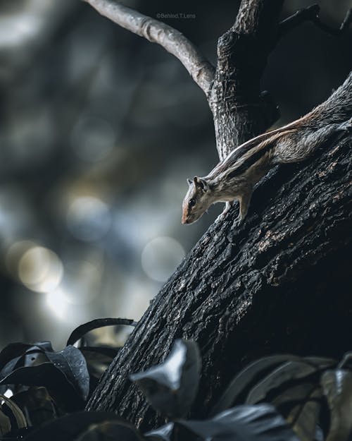 Foto profissional grátis de animais selvagens, animal, bokeh