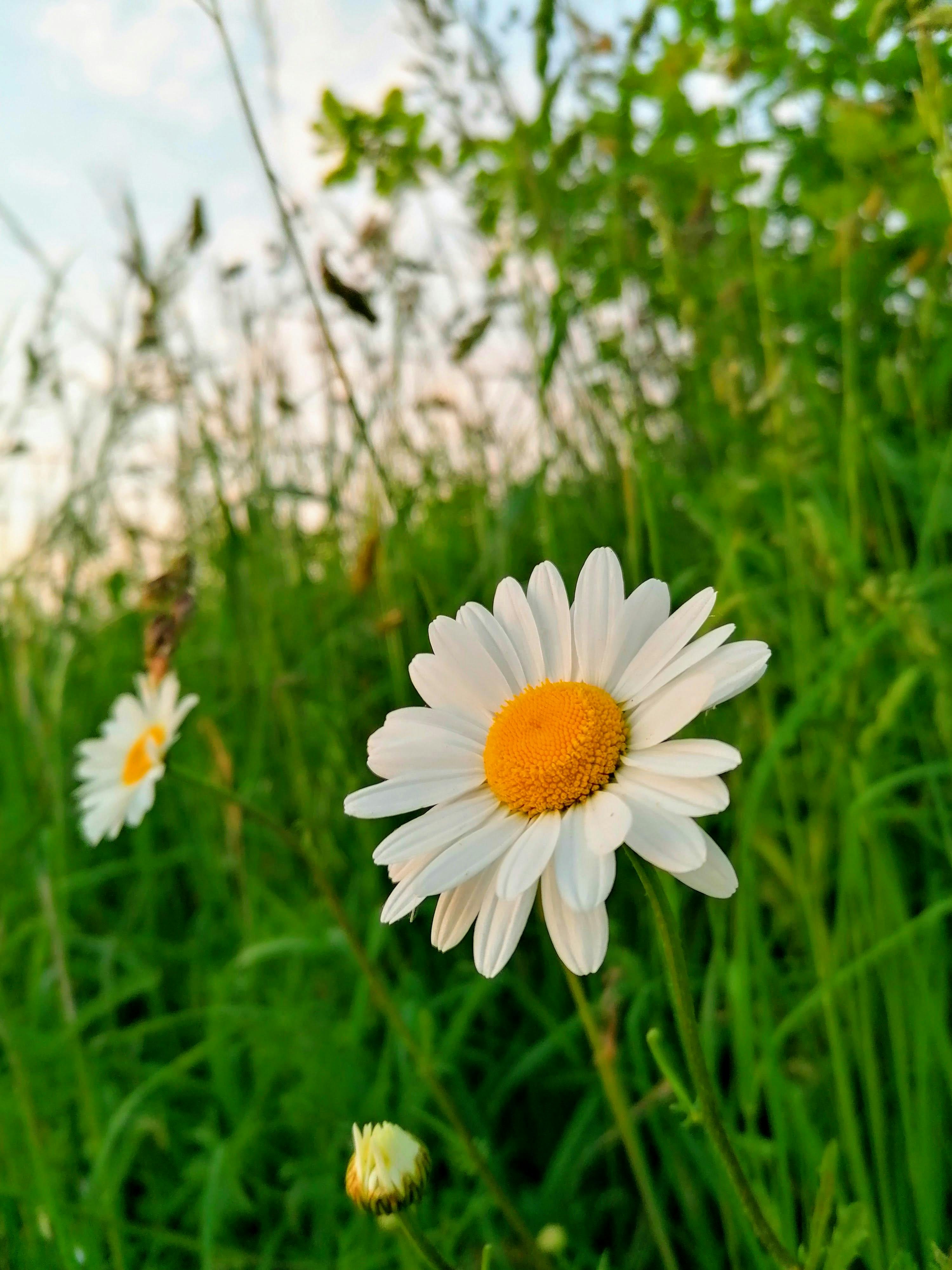 Free stock photo of beautiful flower, beauty in nature, flowers