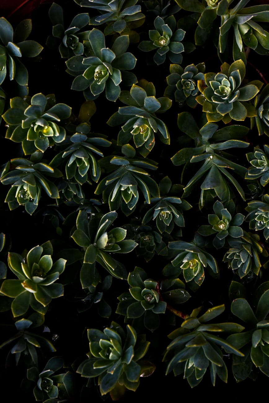 Green Succulent Plants · Free Stock Photo