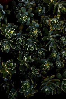 Detailed dark green succulent plants in a lush garden setting.