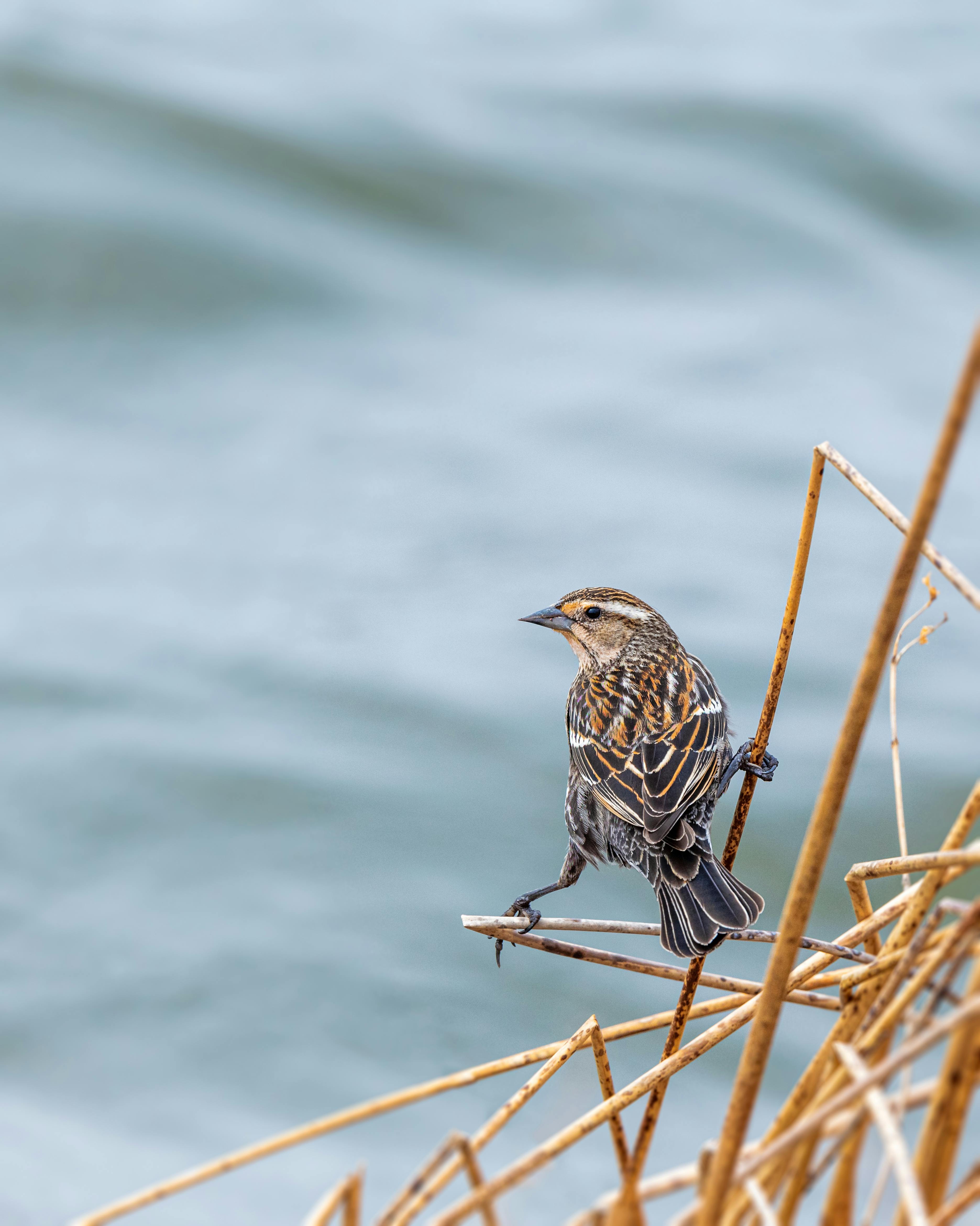 Close-Up Photo of Bird Perched on Railing · Free Stock Photo