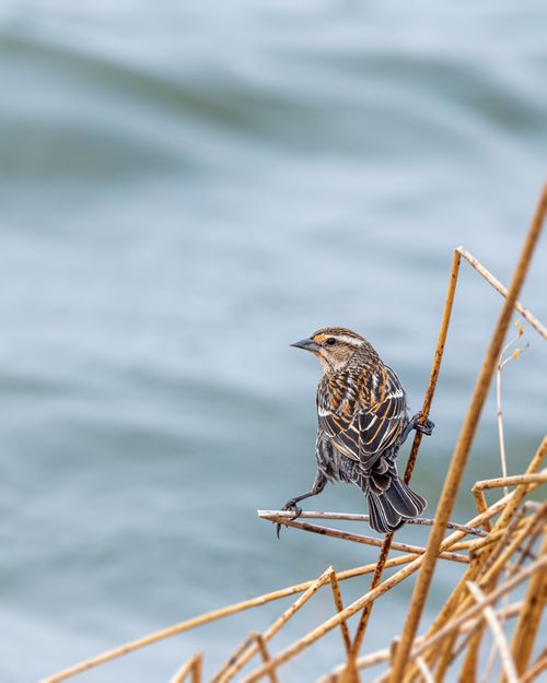 Free Close-up of a sparrow perched on reeds with a blurred lake background. Ideal for wildlife themes. Stock Photo