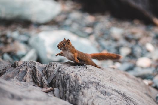 Close-up of a red squirrel leaping over rocks, showcasing agility in its natural habitat.