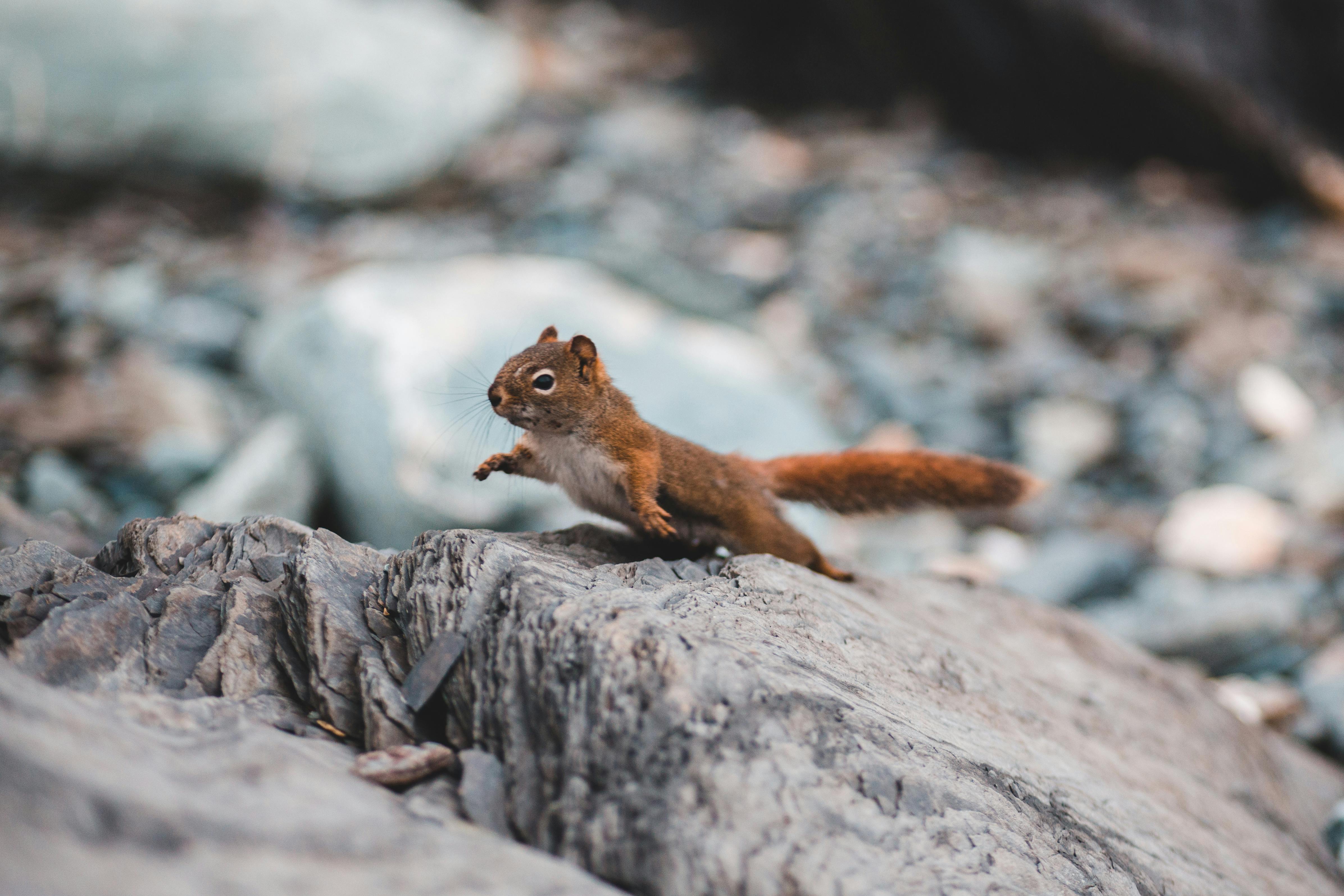 Brown Squirrel on Gray Rock · Free Stock Photo